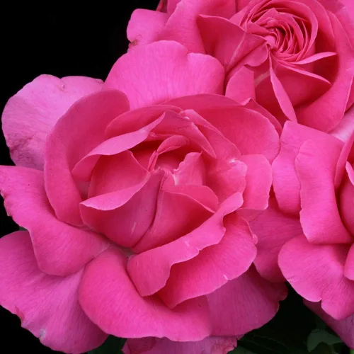 Miniatura 3 de Rosas de té híbridas Heirloom, Planta de raíz propia viva para jardín al aire libre, Grande Dame™, Zonas de rusticidad muy fragantes: 6-10
