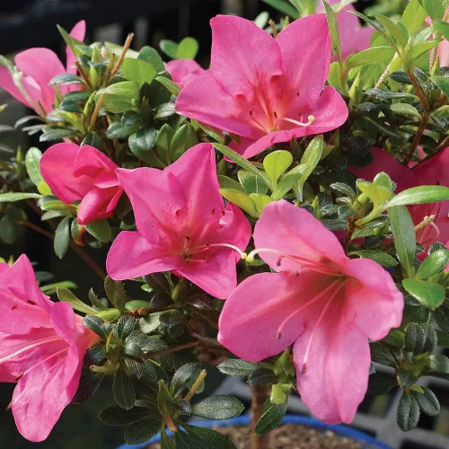 Miniatura 3 de Brussel's Bonsai Live Satsuki Azalea Bonsai, árbol de flores vivas, para exteriores, pequeño, 5 años de edad, 5 a 8 pulgadas de alto, paquete de 2