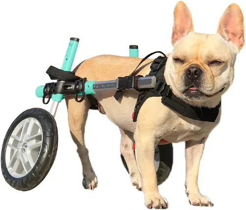 Walkin' Wheels Silla de ruedas para perros pequeños, silla de ruedas ligera para patas traseras, 15-25 libras, para altura de pierna de 12-15 Seafoam