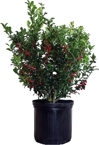 Miniatura 10 de Ganadores Comprobados - Ilex verticillata Berry Heavy Gold (Baya de Invierno) Arbusto, bayas doradas, #2 - Recipiente