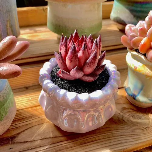 Miniatura 2 de Echeveria Agavoides Romeo - Plantas suculentas vivas raras, planta roja de 1 cabeza de 2.7 pulgadas, raíz desnuda sin tierra para maceta, escritorio