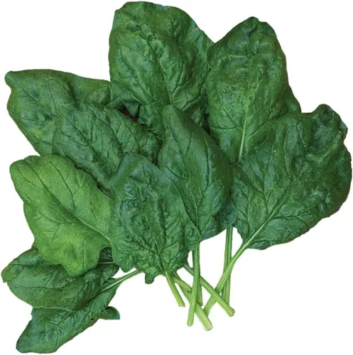Miniatura 4 de Burpee A La Carte Hybrid Spinach Seeds 300 semillas