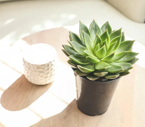 Miniatura 14 de Suculentas Echeveria de 1 cuarto de galón, 4 unidades, suculentas vivas recuerdos de fiesta en macetas suculentas, plantas suculentas vivas plantas