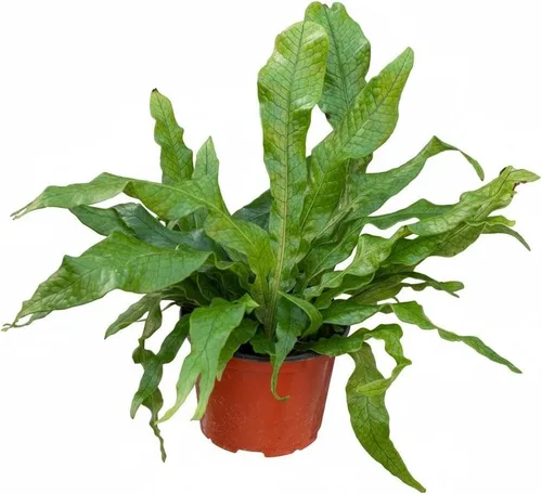 Miniatura 13 de Árbol de dinero trenzado de tocón de Pachira (4 pulgadas), plantas de interior de la suerte, plantas de interior decorativas únicas de 4/6 pulgadas