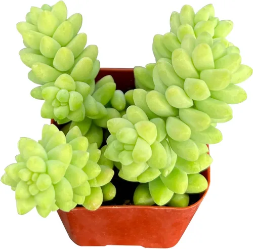Miniatura 3 de Sprout N Green Colección de suculentas coloridas, 3 plantas suculentas vivas totalmente enraizadas en maceta de inicio de 2 pulgadas, decoración