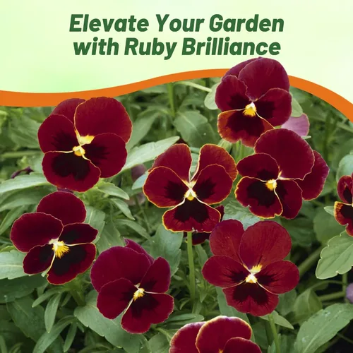 Miniatura 6 de Outsidepride Big Red Viola - Semillas de pensamiento para plantar, 50 piezas. Flores bienales, resistentes al frío y aptas para polinizadores