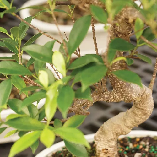 Miniatura 2 de Brussel's Bonsái - Árbol de bonsái de interior de ficus Golden Gate vivo, 4 años de edad; 5 pulgadas a 8 pulgadas de alto con maceta de cultivo