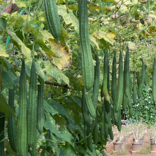 Semillas de calabaza - HAA Sing - Híbrido - 1 onza ~ 140 semillas - Sin OMG, híbrido F1 - Vegetal de jardín asiático