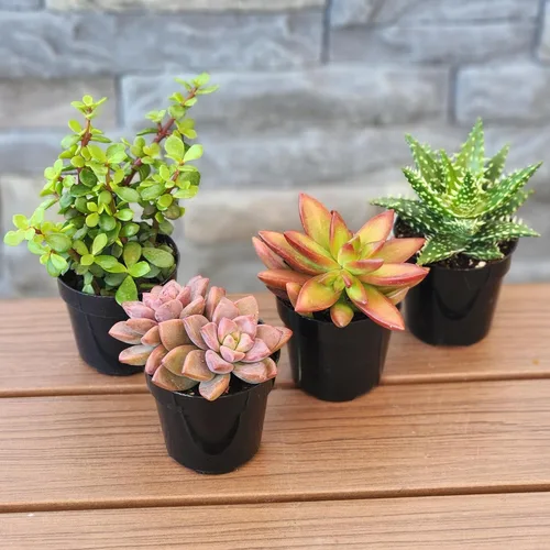 Miniatura 2 de Altman Plants, Plantas suculentas vivas (4 unidades), regalos para amantes de las plantas suculentas, plantas de interior vivas en tierra