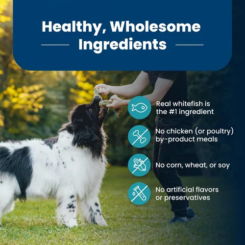 Miniatura 6 de Blue Buffalo Life Protection Formula - Alimento seco para perros adultos, ayuda a construir y mantener músculos fuertes, hecho con ingredientes