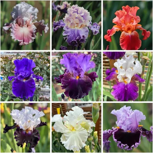 Más de 200 semillas de flores de iris mixtas, variedades raras y hermosas, flores perennes en colores impresionantes para plantar en jardín, ideal