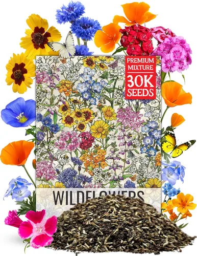 Miniatura 22 de Seed Needs Mezcla de semillas de girasol para plantar Sunset Blend 7 variedades Más de 1000 semillas Helianthus Annuus Heirloom Semillas de flores