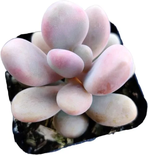 Miniatura 10 de Plantas de cactus suculentas vivas de USKC (cadena de reloj abigarrada Crassula Muscosa de 2 pulgadas)