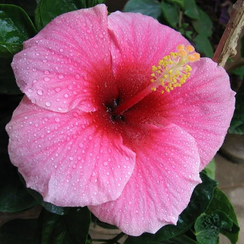Miniatura 4 de Semillas de flores de hibisco para plantar, plantas exóticas, semillas de bonsái, flor gigante, plantas tropicales en maceta, semillas de reliquia