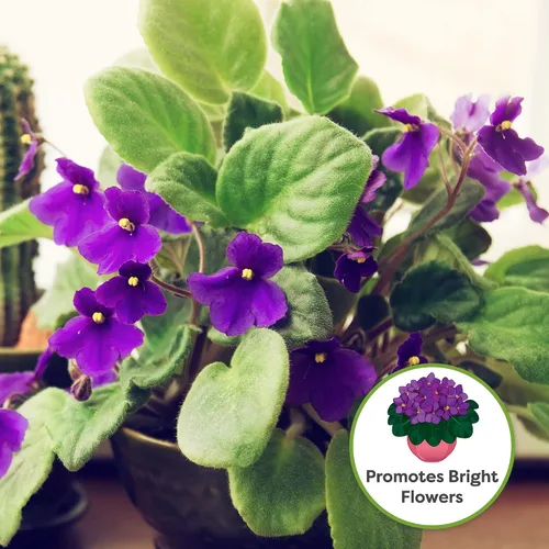 Miniatura 2 de Perfect Plants Sustrato para macetas de violeta africana de 2 cuartos Mezcla de plantas orgánicas perfectamente elaboradas para violetas