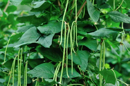 Miniatura 9 de Semillas de frijoles largos para plantar, 1.06 oz, aproximadamente 120 semillas de vegetales asiáticos, frijoles chinos de yardas, una alternativa