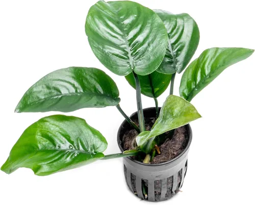 Miniatura 29 de SubstrateSource Plantas vivas – Anubias Hastifolia (Anubias hastifolia) – Luz baja a moderada, hojas en forma de flecha de color verde medio a