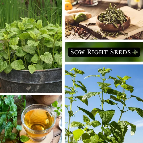 Miniatura 4 de Sow Right Seeds - Semillas de bálsamo de limón para plantar - Paquete de reliquia sin OMG con instrucciones - Jardín de hierbas fácil de cultivar