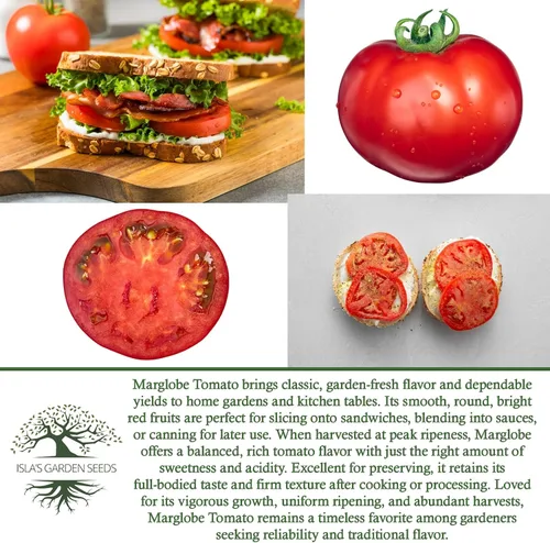 Miniatura 6 de Semillas de tomate Marglobe (Solanum lycopersicum) – Más de 500 semillas sin OMG y reliquias de Isla's Garden Seeds, variedad roja clásica con rico