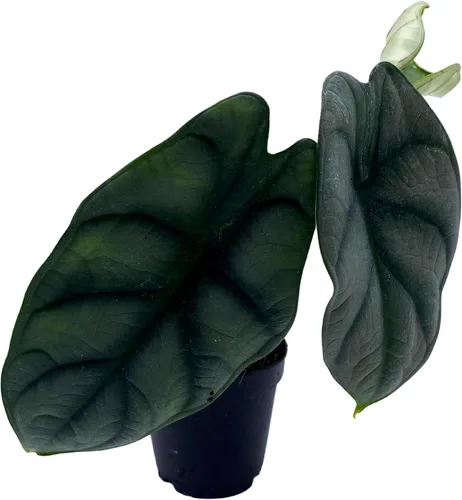 Miniatura 3 de BubbleBlooms Alocasia Silver Dragon, Alocasia Baginda, Joya Alocasia, oreja de elefante dragón plateado en maceta de 2 pulgadas