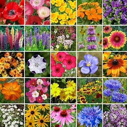 Mezcla de semillas de flores silvestres del sudeste a granel sin OMG 450,000 semillas (1 libra)