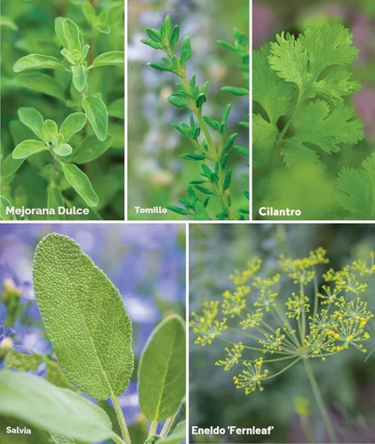 Miniatura 4 de Burpee Culinary Classics Garden Collection - 10 paquetes de cebollino sin OGM, cilantro, albahaca, salvia, tomillo, eneldo, perejil, manzanilla