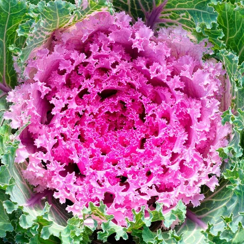 Serie Kamome Kale Pink ~25 Semillas – Rosa, Rojo, Blanco o Mixto – Brassica oleracea VAR. Acephala – Sin OMG, anual, Kale ornamental para otoño