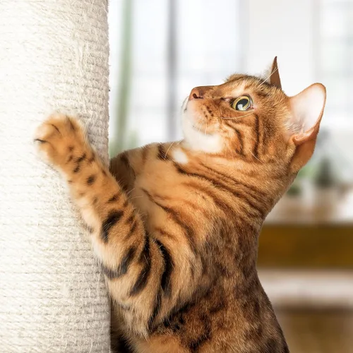 Miniatura 5 de PETMAKER - Poste rascador para gatos de 19 pulgadas con hamaca. Árbol pequeño de tela de sisal y alfombra, juguete de bola colgante para gatos Blanco