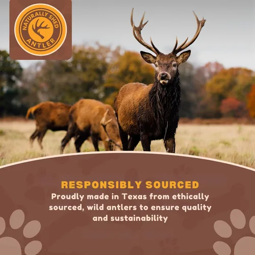 Miniatura 4 de Whitetail Naturals - Paquete de 3 masticables medianos para perros con cuernos de ciervo - Cuernos para perros medianos - Huesos de perro