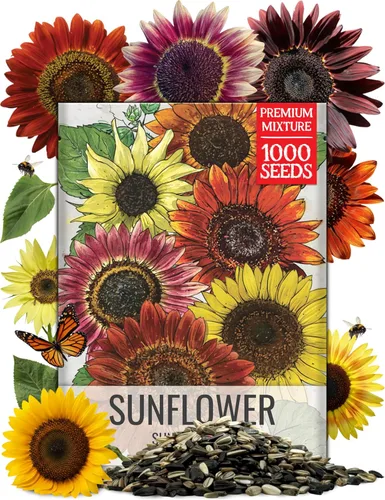 Seed Needs Mezcla de semillas de girasol para plantar Sunset Blend 7 variedades | Más de 1000 semillas Helianthus Annuus Heirloom Semillas de flores