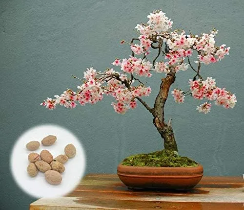 10 semillas japonesas de bonsái de flor de cerezo, semillas exóticas frescas de bonsái raras