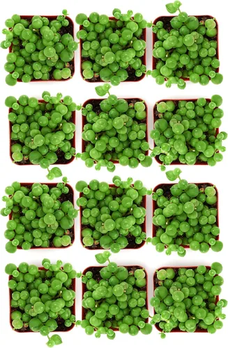 Miniatura 2 de Shop Succulents String of Pearls - Maceta suculenta de 2 pulgadas, paquete de 12