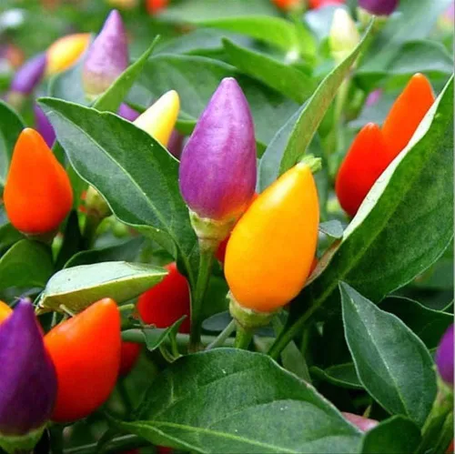 Miniatura 4 de Más de 50 semillas de pimiento picante ornamental para mascarada, mezcla de verduras