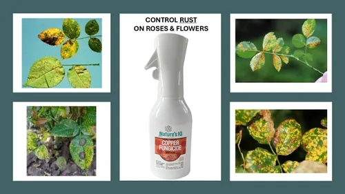 Miniatura 3 de Nature's IQ Fungicida de cobre. Innovadora tecnología de niebla en aerosol. Controla el moho polvoriento, la mancha negra y el óxido. Para usar