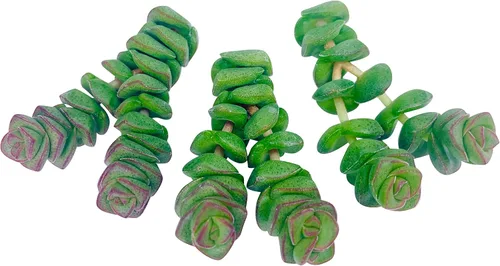 Miniatura 12 de Tallos de Suculentas Vivas (3 Sedum Morganianum Colas de Burro), Plantas Suculentas Vivas, Planta Suculenta SIN Raíces, Plantas de Casa Vivas
