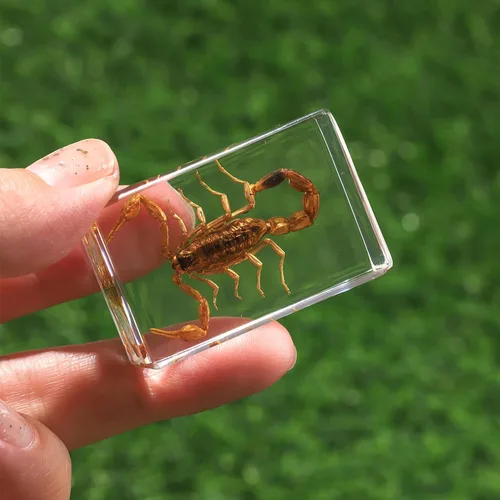 Miniatura 7 de Colección de 12 piezas de insectos en resina, juego educativo de especímenes de insectos para niños, perfecto para preescolar, ciencia de aula