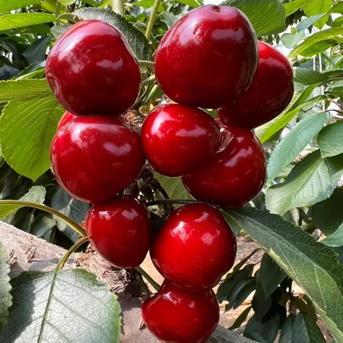 30 semillas de cerezo – Prunus Avium – Semillas de plantas ornamentales sin OMG para jardín al aire libre