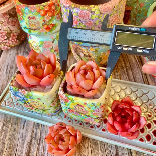 Miniatura 3 de Echeveria - Kit de suculentas de vino tinto y champán, con maceta de plástico, 1 cabeza de planta viva de 2 pulgadas, suelo comprimido y guía
