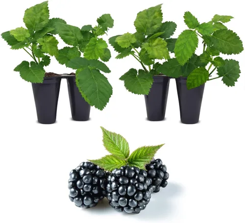 Miniatura 5 de BlackBerry Plants Freedom-Ark (4 unidades) Plantas vivas en venta Plantas fáciles de cultivar Planta frutal comestible para una vida sostenible