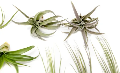 Miniatura 2 de Paquete de 12 plantas de aire clásicas variadas – Plantas suculentas vivas para el hogar – Disponible al por mayor y a granel – Decoración