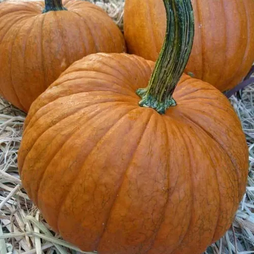 Calabaza de azúcar pequeña orgánica, 1 libra a granel ~ 1,600 semillas, orgánicas, sin OMG, polinizadas abiertas, reliquia, semillas de jardinería