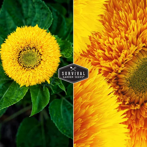 Miniatura 5 de Sungold - Semillas de girasol de oso de peluche para plantar, flor enana con flores esponjosas de pompón, reliquia, variedad sin OMG, semillas