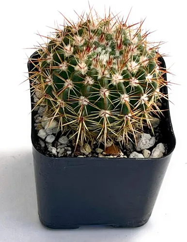 Miniatura 5 de Fatplants - Mini plantas de cactus vivas (paquete de 4), plantas de cactus de interior, plantas de cactus vivos, decoración de cactus vivos, plantas