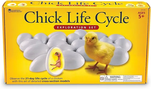 Miniatura 5 de Juego de exploración de ciclo de vida del pollito Learning Resources