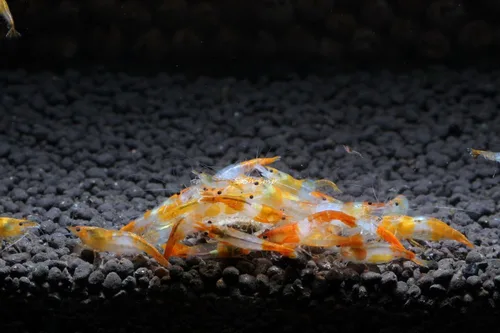 Miniatura 23 de Camarones vivos de acuario de agua dulce - Neocaridina (Carbon Rili, 10 unidades)