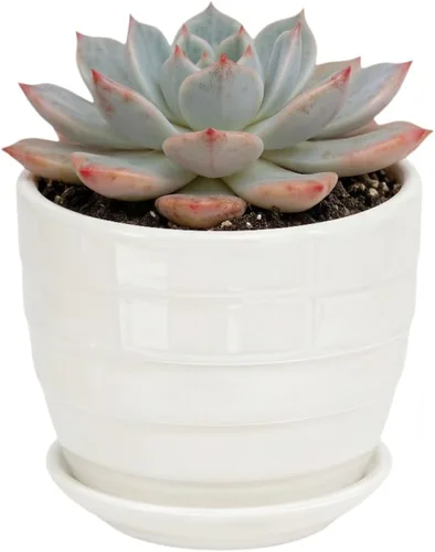 Miniatura 39 de Bonita maceta circular de cerámica para decoración del hogar y jardín, suculentas, cactus, maceta no incluida (azul, 3.19 pulgadas)