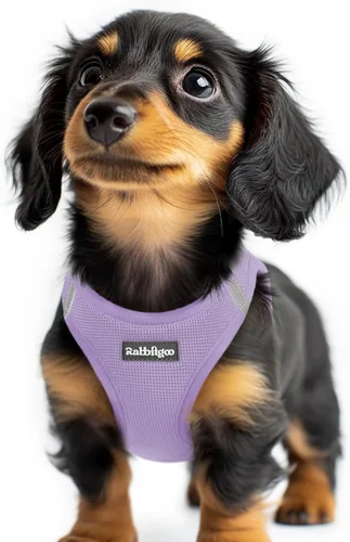 Miniatura 12 de rabbitgoo Arnés para perro pequeño, chaleco de malla suave para cachorros con hebilla de seguridad, arnés reflectante transpirable para mascotas
