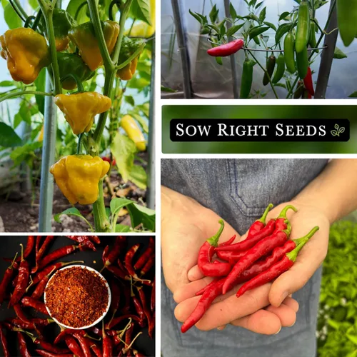 Miniatura 4 de Sow Right Seeds - Colección de semillas de pimiento picante para plantar - Incluye habanero naranja, serrano, tailandés, cayena, tabasco, bonete