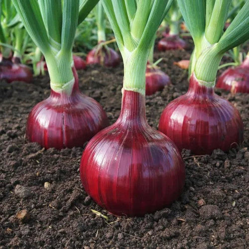 Semillas de cebolla roja - 500 semillas para plantar - Variedad de verduras de jardín de bulbo redondo