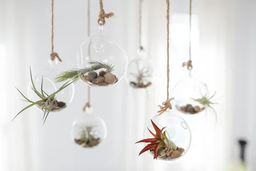 Miniatura 8 de Air Plant Shop Paquete de 10 plantas de aire Tough Stuff de Tillandsia, al por mayor y a granel, suculentas, Tillandsia viva, plantas